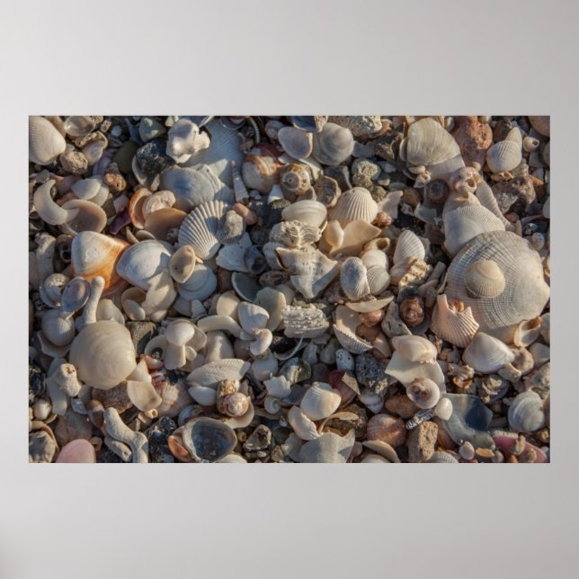 Poster Pile De Coquillages (Devant)