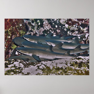 Poster Pile de requin de récif blanc