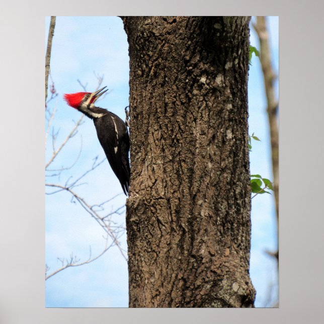 Poster Pileated Woodpecker (3625) (Devant)