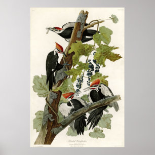 Poster Pileated Woodpecker Birds of America