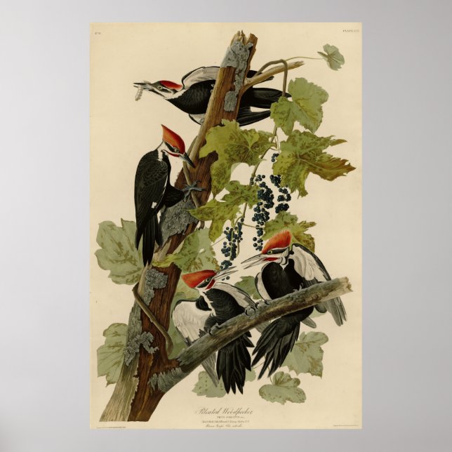 Poster Pileated Woodpecker from Audubon Birds of America (Devant)