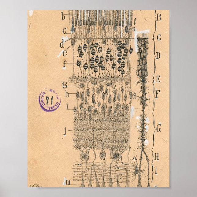 Poster Piles Dessin Oeil Retina Santiago Ramon Y Cajal (Devant)