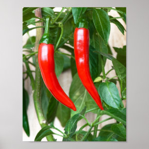 Poster Piment rouge ardent