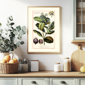 POSTER PIMENTO - ILLUSTRATION BOTANIQUE DE STYLE RÉTRO