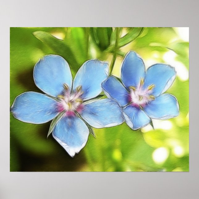 Poster Pimpernel Bleu (Anagallis monelli) Fleurs (Devant)