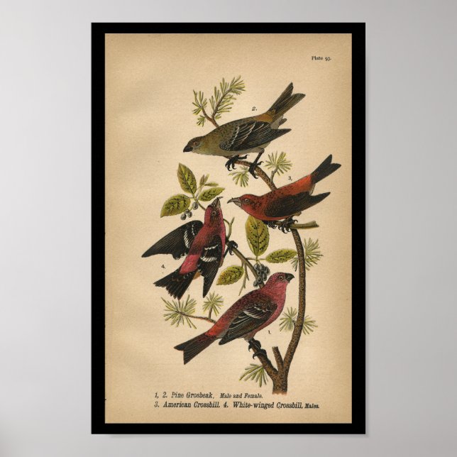 Poster Pin à imprimer d'oiseaux Grosbeak rouge noir Vinta (Devant)