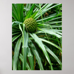 Poster Pin à vis ou Hala