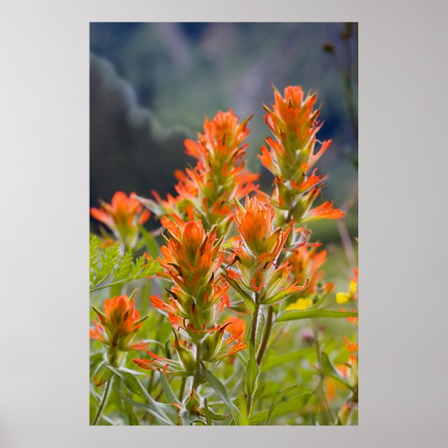 Poster Pinceau indien (Devant)