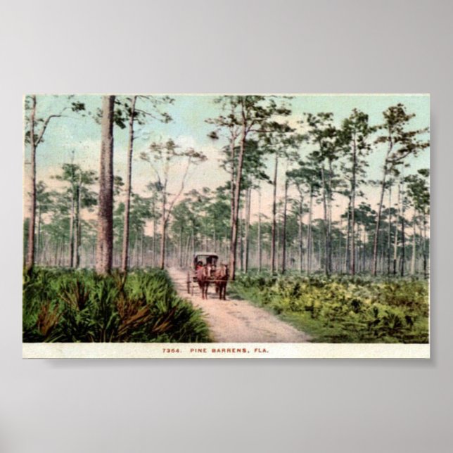 Poster Pine Barrens de Floride (Devant)