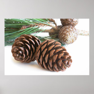 Poster Pine branch and cones
