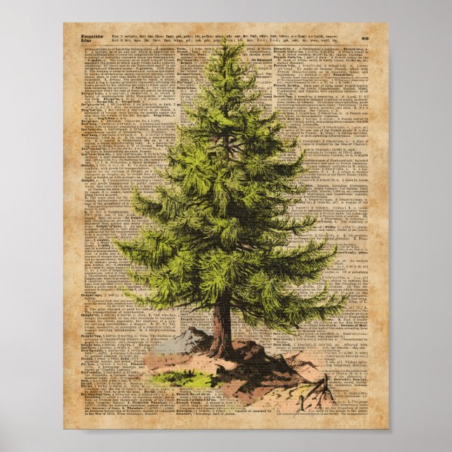 Poster Pine, Cèdre Arbre, Arbre de Noël Arbre Dictionnair (Devant)