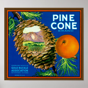 Poster Pine Cone Oranges