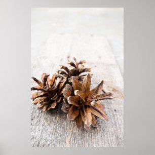 Poster Pine cones