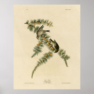 Poster Pine Finch (Pine Siskin), Audubon Birds of America