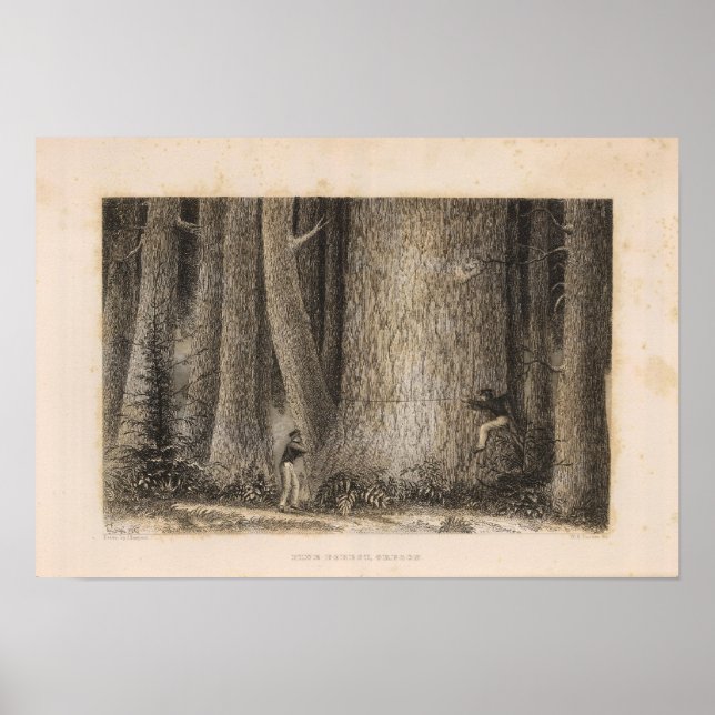 Poster Pine Forest, Oregon (Devant)