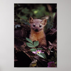 Poster Pine Marten
