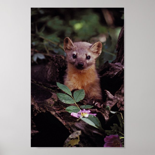 Poster Pine Marten (Devant)