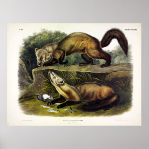Poster Pine Marten (Mustela Martes) Marten américain