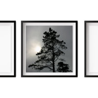 Pine Silhouette Nuageux Soleil Photographie