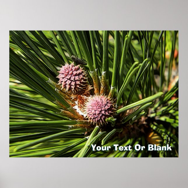 Poster Pinefer (Devant)
