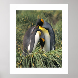 Poster Pingouin