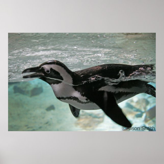 Poster Pingouin (Devant)