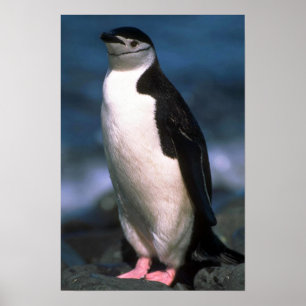 Poster Pingouin à rayures