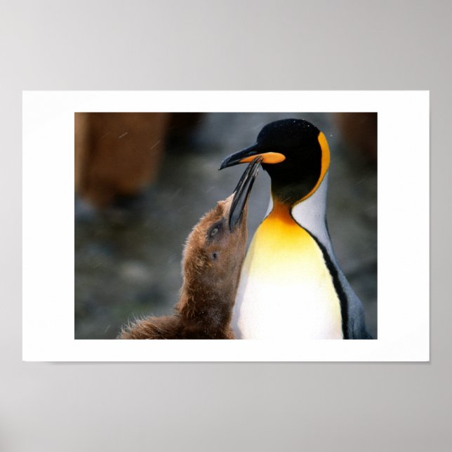 Poster pingouin, adorable (Devant)
