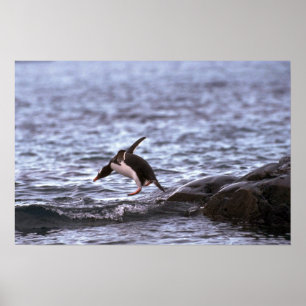 Poster Pingouin de Gentoo sautant dans l'eau