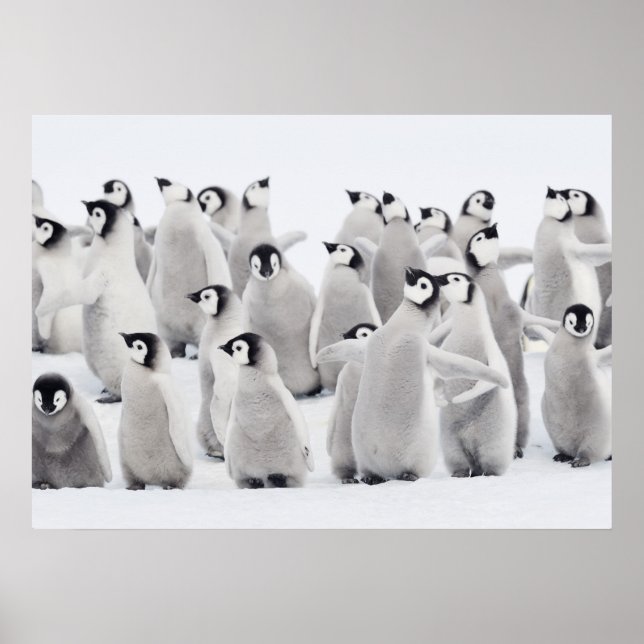 Poster Pingouin empereur (Aptenodytes forsteri), groupe d (Devant)