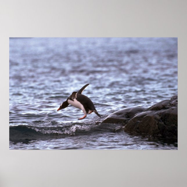 Poster Pingouin Gentoo Sautant Dans L'Eau (Devant)