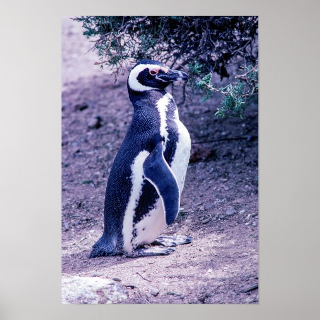 Poster Pingouin magélique dans la péninsule Valdes - Arge (Devant)