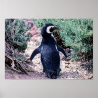 Pingouin magélique dans la péninsule Valdes - Arge