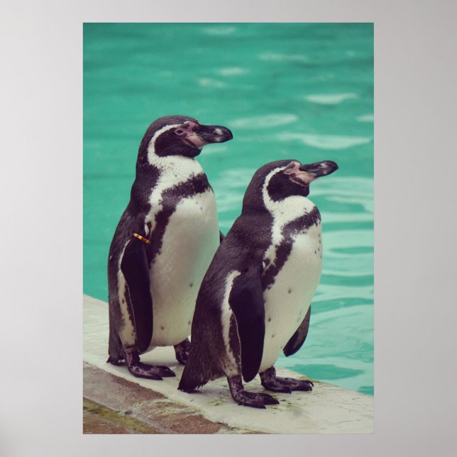 Poster Pingouins (Devant)