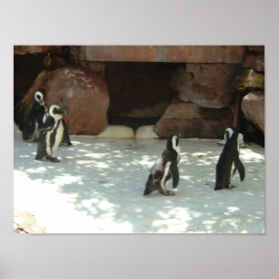 Poster Pingouins