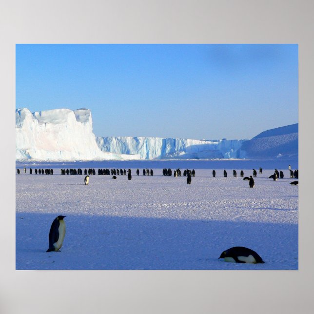 Poster Pingouins (Devant)