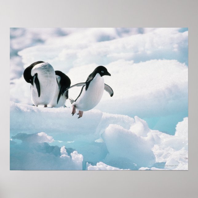 Poster Pingouins d'Adelie (pygoscelis adeliae) Antarctiqu (Devant)