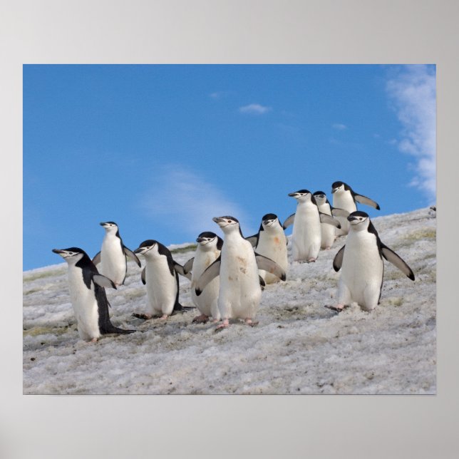 Poster pingouins de chinstrap, Pygoscelis antarctica, (Devant)