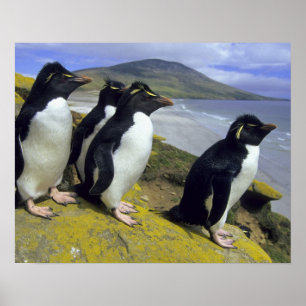 Poster Pingouins de Rockhopper (Eudyptes chrysocome),