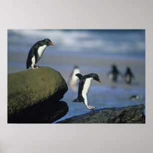 Poster Pingouins de Rockhopper, Eudyptes chrysocome),