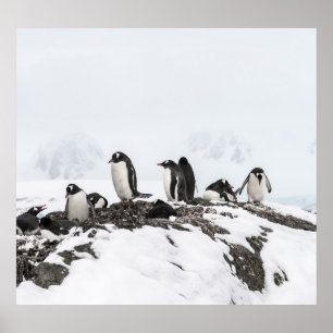 Poster Pingouins Gentoo, Antarctique, station Vernadsky.