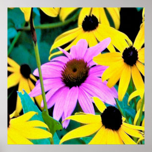 Poster Pink and Purple Coneflower with Yellow Flowers