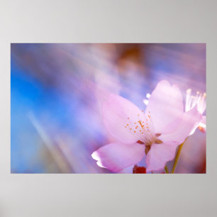 Poster Pink cherry blossom