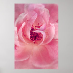 Poster Pink Cloud Garden Rose Bokeh Arrière - plan Modèle