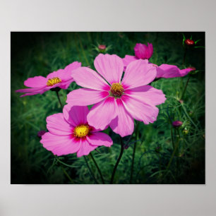 Poster Pink cosmos Flowers