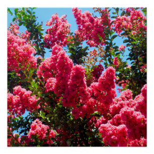 Poster Pink Crape Myrtle Tree Flowers Photographie