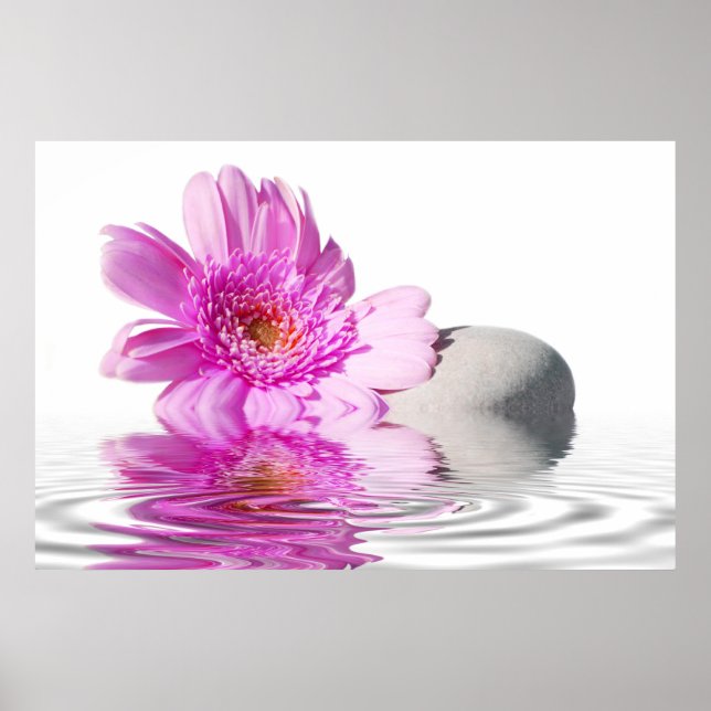 Poster Pink daisie (Devant)