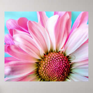 Poster Pink Daisy Flower Bloom