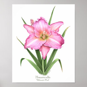 Poster Pink Dayliment Original Art Print