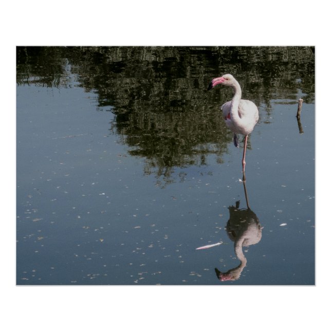 Poster pink flamingo in the water (Devant)